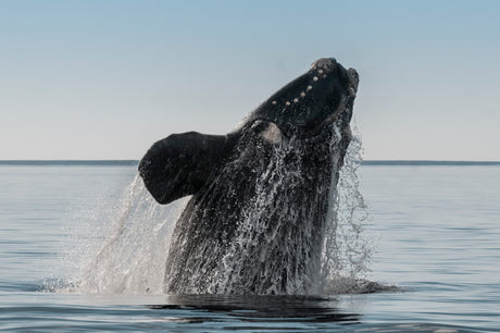 Whale and Dolphin Conservation: Monica Pepe Discusses the Coexistence of Whales and Boaters