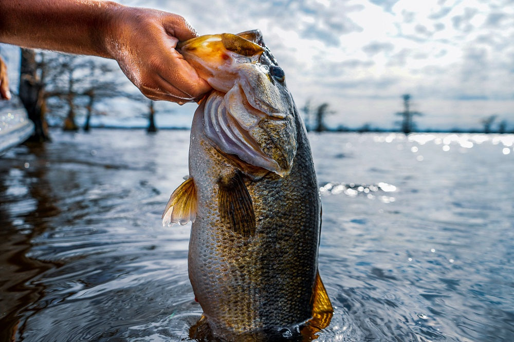 Spring Bass Fishing - Phases of the Spawn