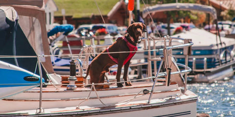 How to Choose the Best Dog Life Jacket