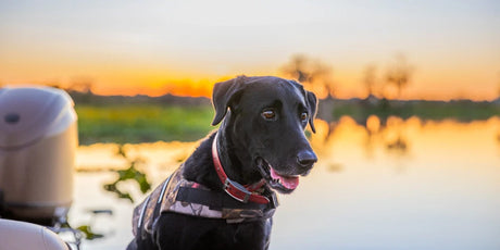 How to (Safely) Take Your Dog Boating