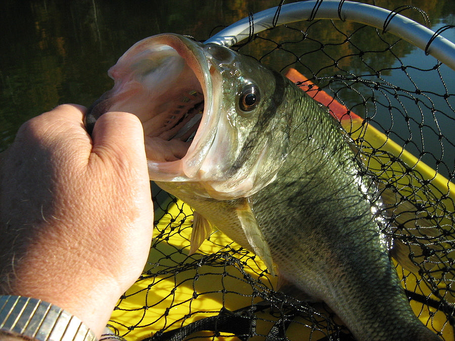 Part 1: How to Become a Better Bass Angler