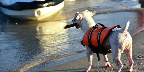 How to Choose the Best Dog Life Jacket