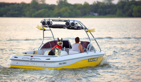 How to (Safely) Take Your Dog Boating