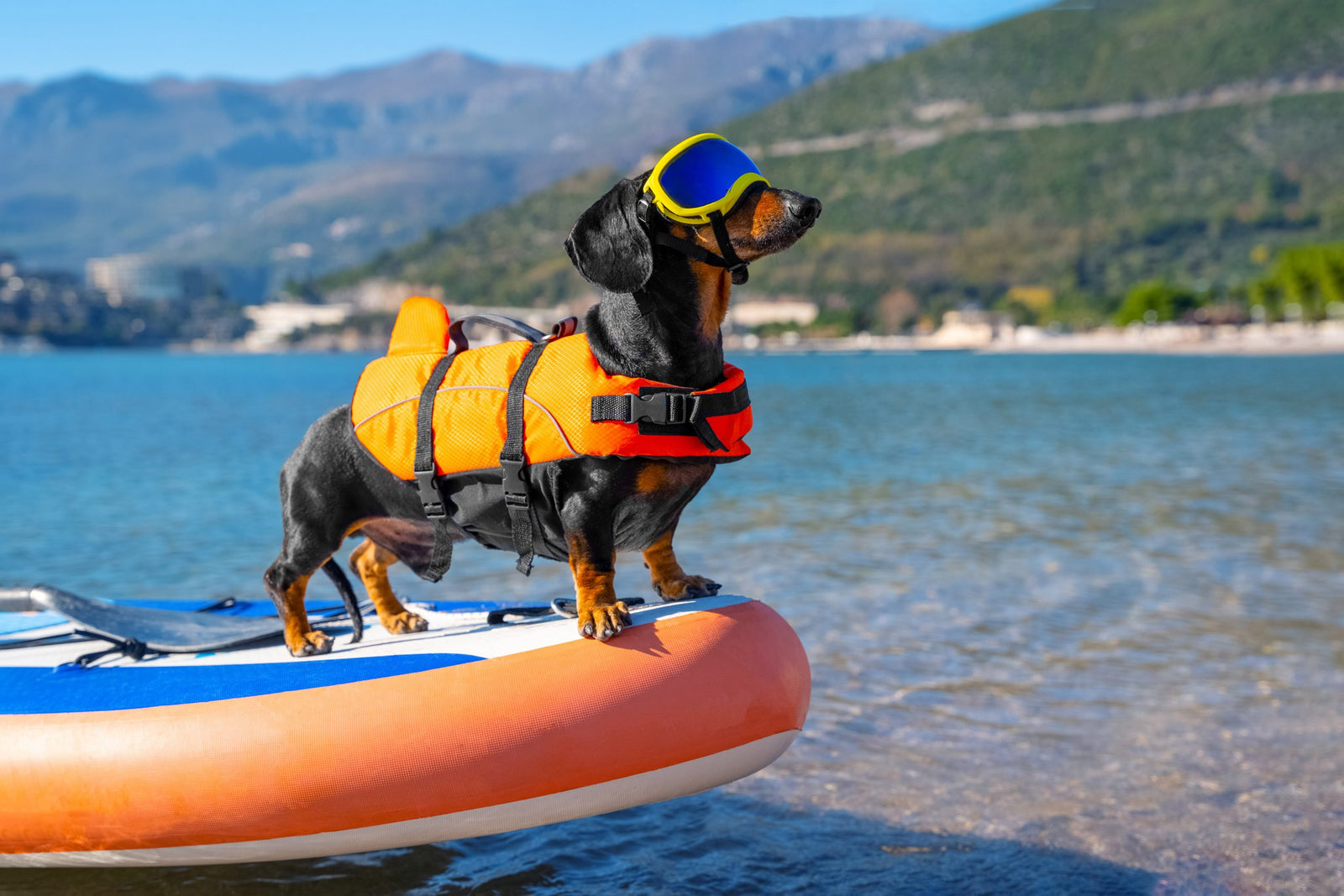 How to Choose the Best Dog Life Jacket